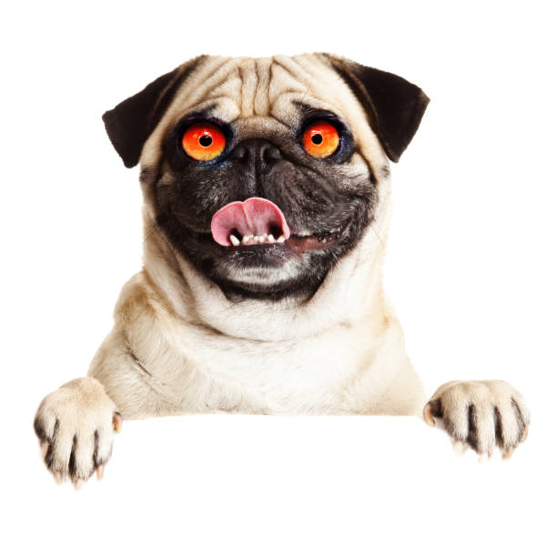 istock Crazy dog with big eyes 1313446560