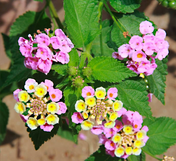 istock pink small lanthanum flowers on green leaves 1313447089