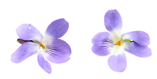istock violets flowers. Blue Viola Odorata isolated on white background. clipping path 1313447888
