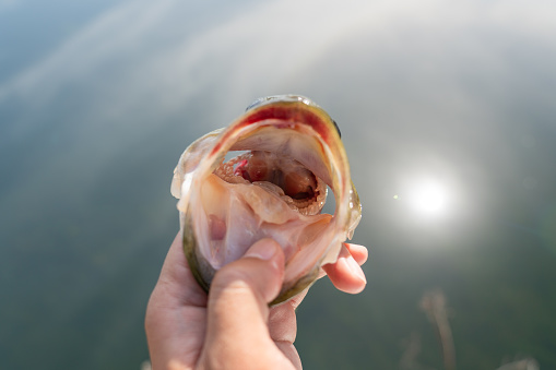 A beautiful black bass caught in a pond