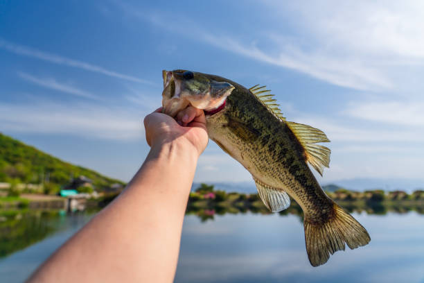 istock A beautiful black bass caught in a pond 1313447916