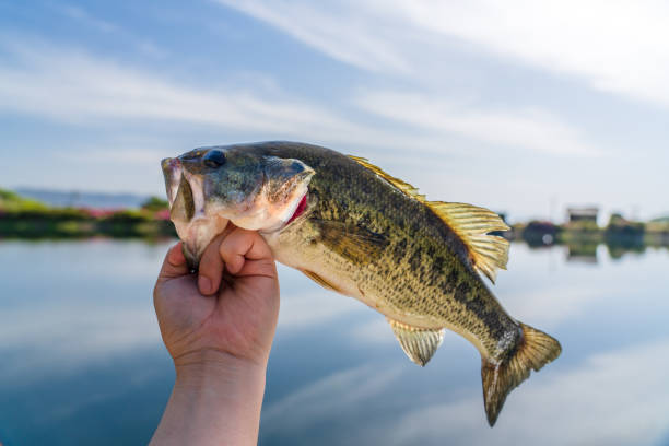 A beautiful black bass caught in a pond