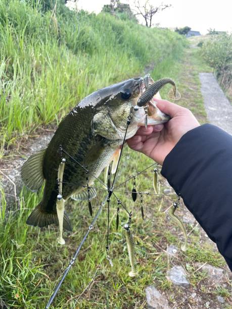 A beautiful black bass caught in a pond
