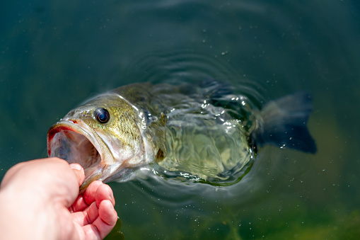 A beautiful black bass caught in a pond