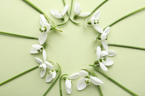 istock Frame of beautiful snowdrops on light background, flat lay. Space for text 1313448016