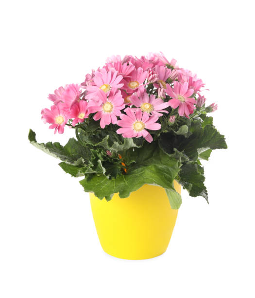 Beautiful pink cineraria plant in flower pot isolated on white Beautiful pink cineraria plant in flower pot isolated on white cineraria stock pictures, royalty-free photos & images