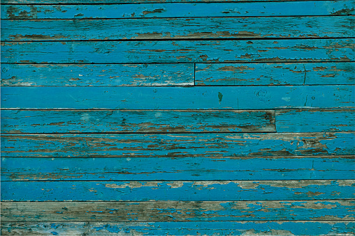 Old, rotting, rough barn wood, wood panels, wooden fence, wooden planks with cracked blue peeling paint. Wood texture grunge vector background, backdrop.