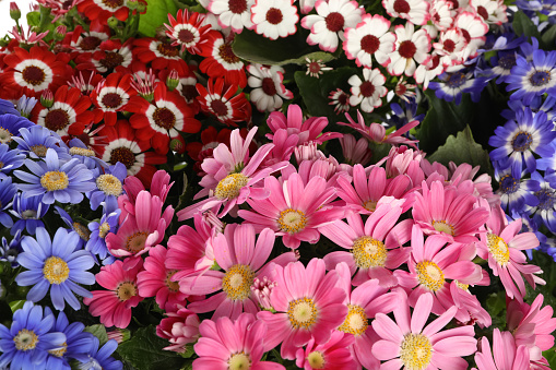 Beautiful cineraria flowers as background, closeup view