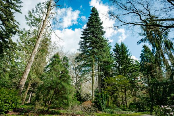 istock Dark green forest landscape. Wild Forest 1313449228