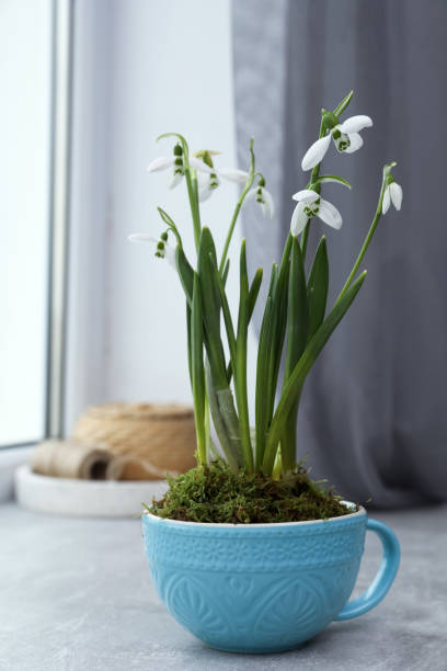 istock Beautiful potted snowdrops on light grey window sill 1313449335