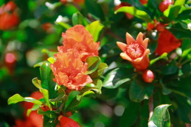 fleur orange de grenade sur les lames vertes - grenadier arbre fruitier photos et images de collection