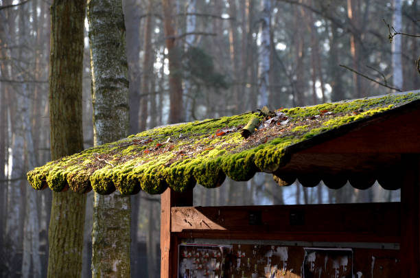 advertisement, architecture, beautiful, biotech, biotope, blossom, building, colorful, construction, cottage, country, dark, design, detail, drainage, drains, extensive, garden, grass, gutter, guttering, house, house for sale, housing, hut, landscape, leaves, moss, mosses, mossy, outdoor, overgrown, park, plant, road, roof, roof tiles, roof top, roofing, rural, shady, shingle, shingles, spring, tourism, traditional, wet, wildlife, wood, wooden