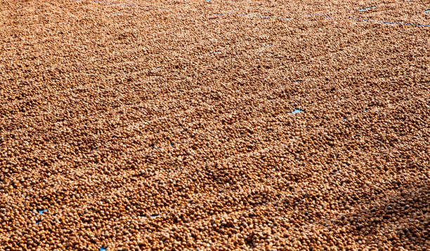 Fresh hazelnuts dried in the garden,nuts as a background