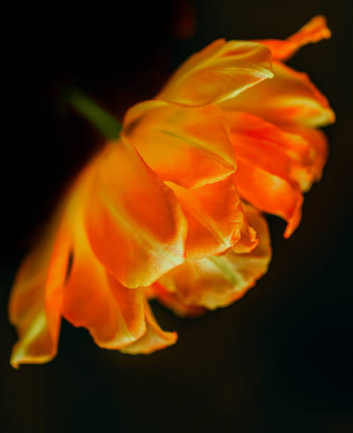 istock Lush orange tulip on black background 1313449422