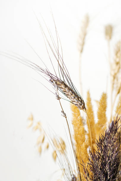 istock Dried flowers. Educational still life for drawing. 1313449485