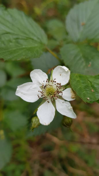 istock First flowers on blackberry bush 1313449889