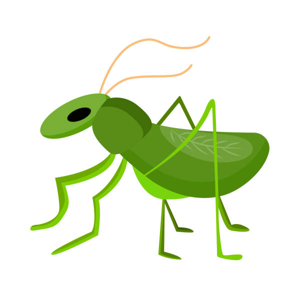 ilustrações de stock, clip art, desenhos animados e ícones de grasshopper symbol of good luck. isolated vector item on white background. success symbol. simple design. - locust