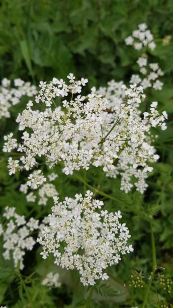 istock White cow parsley flowers 1313450023