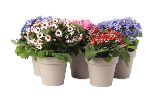 istock Different cineraria plants in flower pots on white background 1313450030