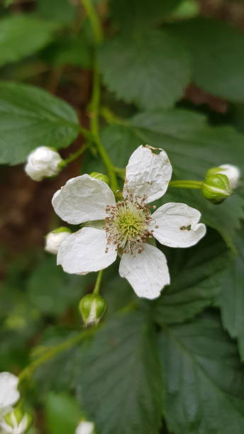 istock First flowers on blackberry bush 1313450040