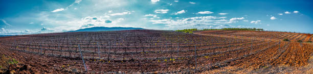 istock mountain vineyards in spring with the first buds on the vines. 1313450765