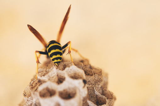 Wasp on his nest. close up paper wasp on his nest. nature background.