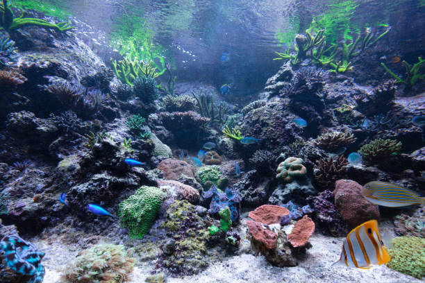 istock Underwater ocean - fish and coral reef 1313450957