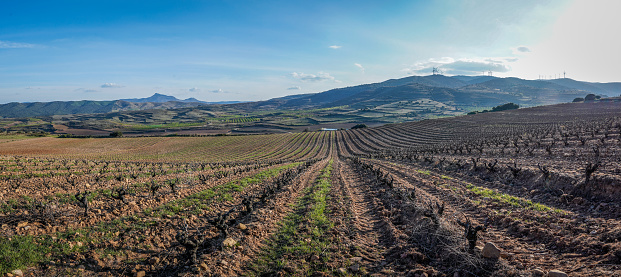 mountain vineyards in spring with the first buds on the vines.