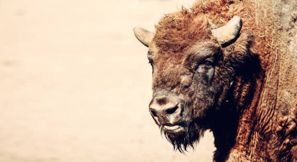 istock European bison portrait 1313451143