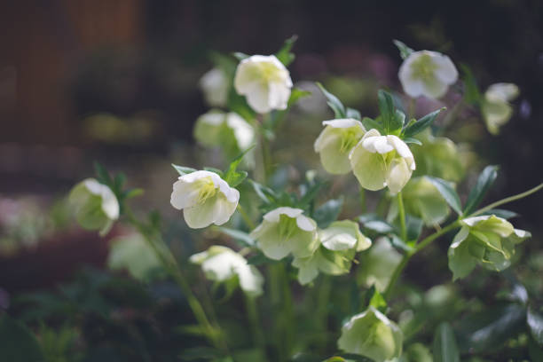 Beautiful Christmas rose flowers in winter. Gardening in a typical Japanese rural home black hellebore stock pictures, royalty-free photos & images
