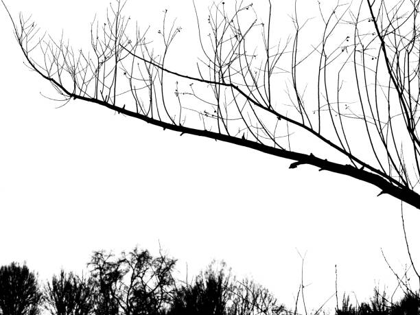 Abstract black white picture, silhouettes of branch over bush