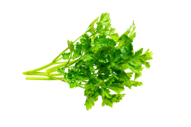 istock green parsley leaves on a white isolated background 1313452043