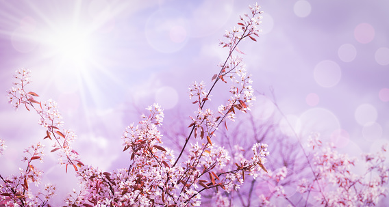 White flowers of Amelanchier or Juneberry tree branch in garden. Soft pastel colored design with sun and defocused lights. Romantic spring background.