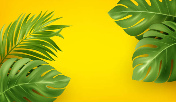 ilustrações de stock, clip art, desenhos animados e ícones de bright yellow summer background with tropical realistic monstera and palm leaves. background design for advertising leaflet, banner, flyer. vector illustration - isolated on yellow illustrations