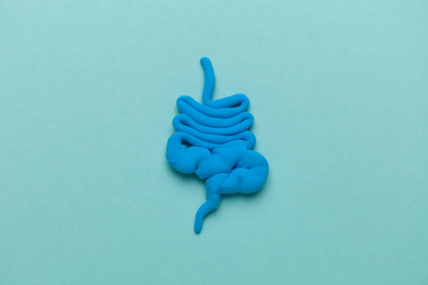 istock Treating inflammatory bowel disease. Digestive organ model on blue background 1313453807