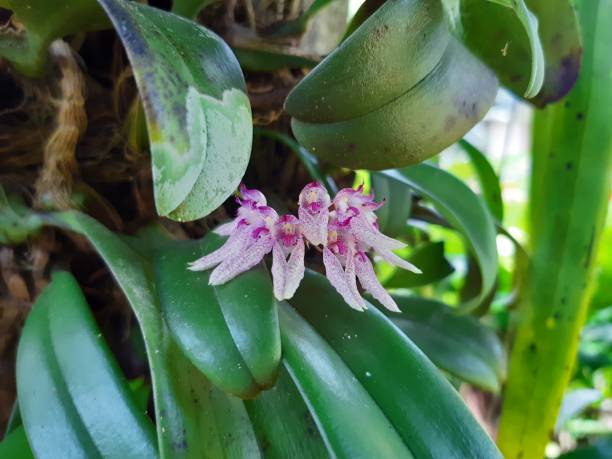 forma di sfondo orchidea per l'input di testo. - orchid plants foto e immagini stock