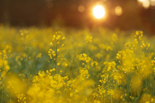 yellow flowers in a field at sunset