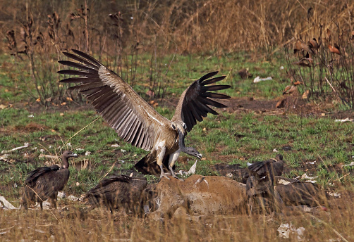 Slender-billed Vulture (Gyps tenuirostris) and White-rumped Vulture (Gyps bengalensis) Slender-billed landing on cow\