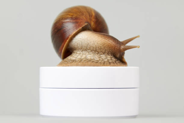 istock A snail sits on a white jar on a gray background 1313455803