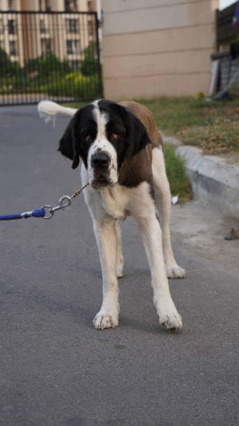 istock Dogs on street, High resolution image 1313455924