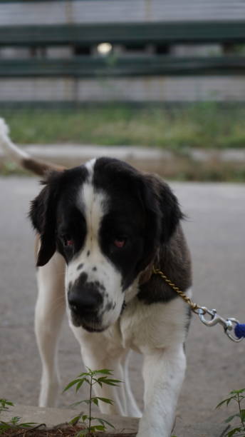 istock Dogs on street, High resolution image 1313455974