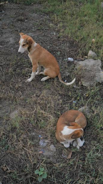 istock Dogs on street, High resolution image 1313456035