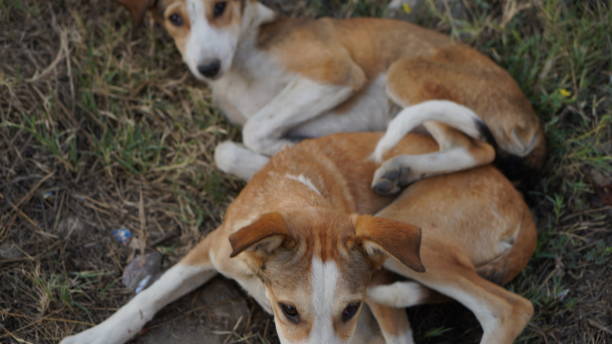 istock Dogs on street, High resolution image 1313456139