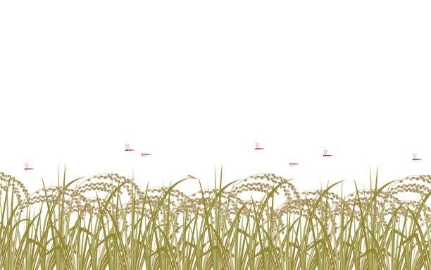 ini adalah ilustrasi tanaman padi dan capung merah mekar penuh. - paddy ilustrasi stok