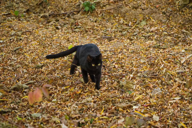 istock Black cat walking in the garden 1313457665