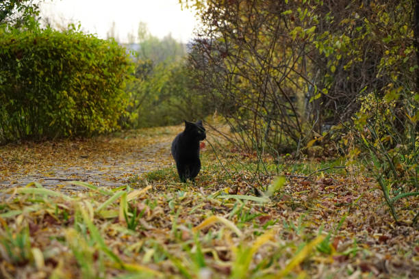 istock Black cat walking in the garden 1313457731