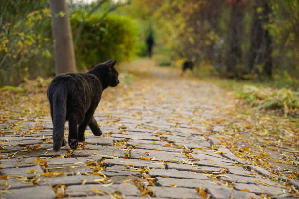 Black cat walking in the garden stock photo