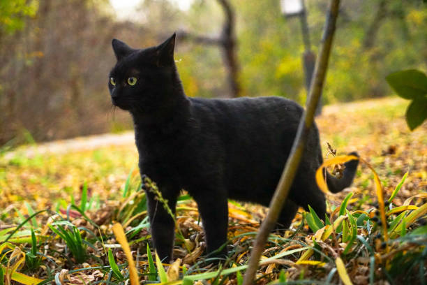 istock Black cat walking in the garden 1313458680