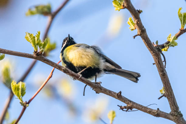 istock great tit in a tree in the morning 1313458762