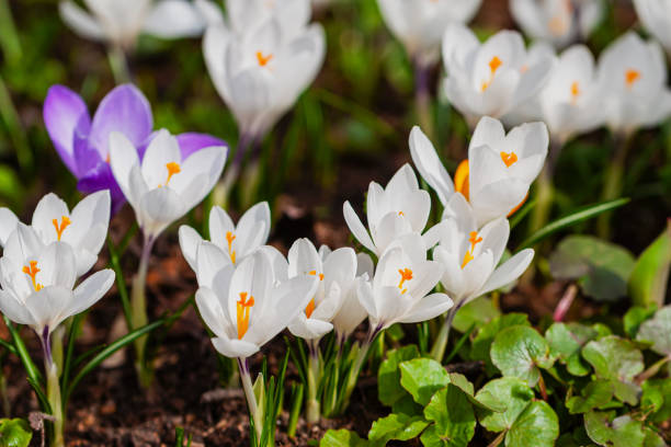 istock Delicate crocuses growing on the ground in early spring. First spring flowers blooming in sunny day 1313459149